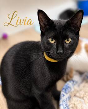 Livia (FCID# 07/22/2026 - 55 Brookhaven PS event) -  Domestic Short Hair Cat for Adoption in Greenville, Delaware - Livia (FCID# 07/22/2026 - 55 Brookhaven PS Event) | PetCurious