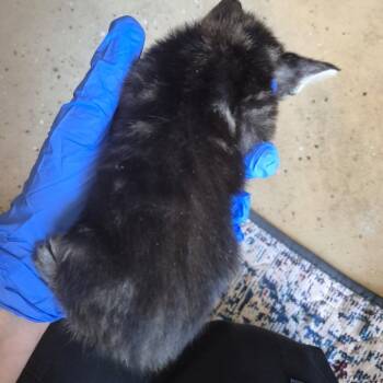 08/25/2026-Stray-HaverfordDrive-3 -  Domestic Short Hair Cat for Adoption in Columbus, Georgia - 08/25/2026-Stray-HaverfordDrive-3 | PetCurious