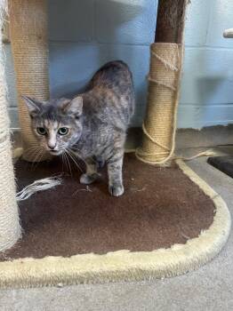 Sarabi -  Domestic Short Hair Cat for Adoption in New Cumberland, West Virginia - Sarabi | PetCurious