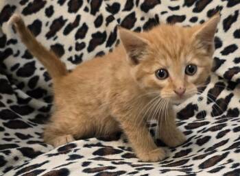Domestic Short Hair Cats Available for Adoption in Murphysboro, Illinois - Paprika | PetCurious