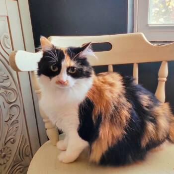 Meisha -  Domestic Long Hair Cat for Adoption in Whitestown, Indiana - Meisha | PetCurious