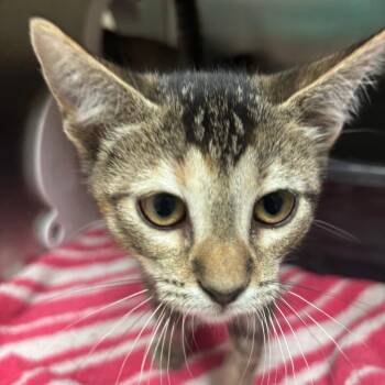Kay -  Domestic Short Hair Cat for Adoption in Lakeland, Florida - Kay | PetCurious