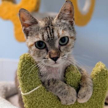 Rescue Domestic Short Hair Cats for Adoption in Decherd, Tennessee - Jovi | PetCurious