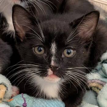 Domestic Short Hair Cats Available for Adoption in Prescott, Arizona - Chippi | PetCurious