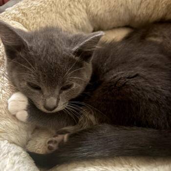 Duchess -  Domestic Short Hair Cat for Adoption in Olympia, Washington - Duchess | PetCurious