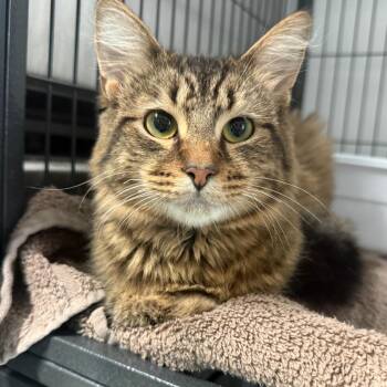 Racer -  Domestic Medium Hair Cat for Adoption in Lakeland, Florida - Racer | PetCurious
