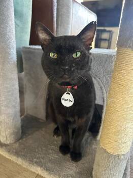 Rooster 2 -  Domestic Short Hair Cat for Adoption in Tucson, Arizona - Rooster 2 | PetCurious
