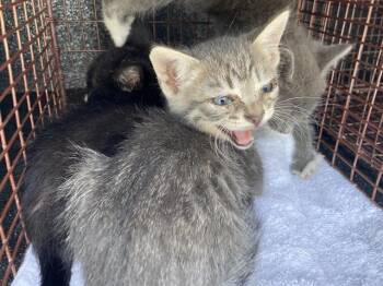 Rescue Domestic Short Hair Cats for Adoption in Long Beach, California - EDDY | PetCurious