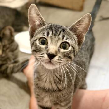 Hodor -  Domestic Short Hair Cat for Adoption in Sonora, California - Hodor | PetCurious