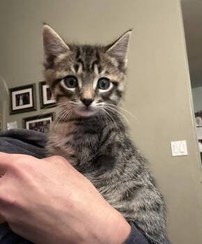 Rescue Domestic Short Hair Cats for Adoption in Tehachapi, California - Tiger | PetCurious