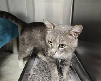 Domestic Short Hair Cats Available for Adoption in Derwood, Maryland - SAINT | PetCurious