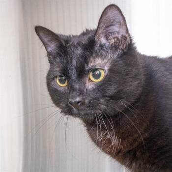 SMOKEY -  Domestic Short Hair Cat for Adoption in St. Louis, Missouri - SMOKEY | PetCurious