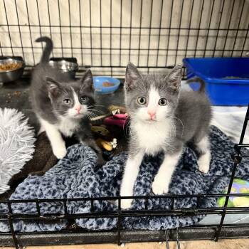 Rescue Domestic Short Hair Cats for Adoption in Hermitage, Pennsylvania - Sparkler And Rocket | PetCurious