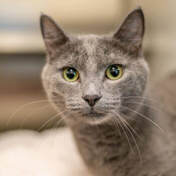 Domestic Short Hair Cats Available for Adoption in Hilton Head Island, South Carolina - Smokey | PetCurious