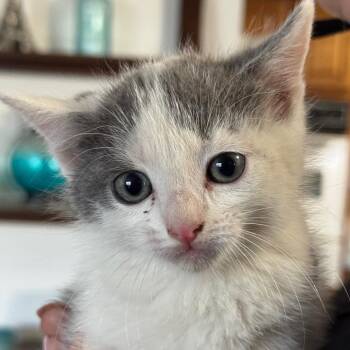 Chai -  Domestic Short Hair Cat for Adoption in Goleta, California - Chai | PetCurious
