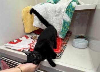 ASHLEY MARIE -  Domestic Short Hair Cat for Adoption in Fort Wayne, Indiana - ASHLEY MARIE | PetCurious