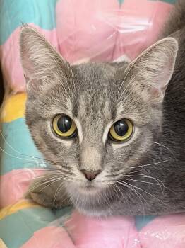Arabella -  Domestic Short Hair Cat for Adoption in Honeoye, New York - Arabella | PetCurious