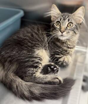 Sampson -  Domestic Long Hair and Domestic Short Hair Cat for Adoption in Venice, Florida - Sampson | PetCurious