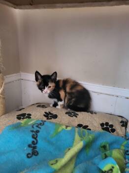 Boho -  Calico and Domestic Short Hair Cat for Adoption in Allentown, Pennsylvania - Boho | PetCurious