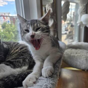 Mocha (purple collar) -  Domestic Short Hair Cat for Adoption in Philadelphia, Pennsylvania - Mocha (purple Collar) | PetCurious