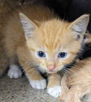 Pecadillo -  Domestic Short Hair Cat for Adoption in Daytona Beach, Florida - Pecadillo | PetCurious