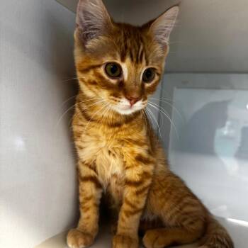 Popcorn Chicken -  American Shorthair Cat for Adoption in Wheeling, Illinois - Popcorn Chicken | PetCurious