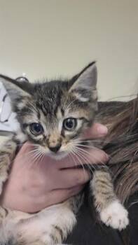 Domestic Short Hair Cats Available for Adoption - PLAGG | PetCurious