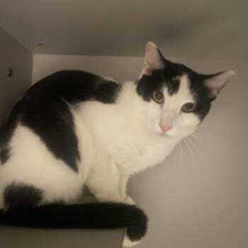 Rescue Domestic Short Hair Cats for Adoption in Ashland, Illinois - Gizmo | PetCurious