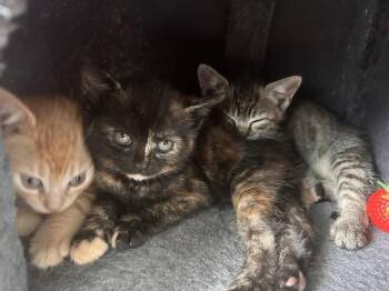 Domestic Short Hair Cats Available for Adoption in Virginia Beach, Virginia - Wisconsin | PetCurious