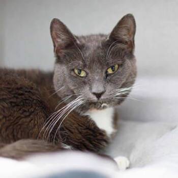 Domestic Short Hair Cats Available for Adoption in Atlanta, Georgia - Chive | PetCurious