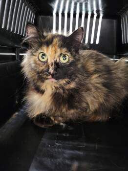 Rescue Domestic Long Hair Cats for Adoption in Dartmouth, Nova Scotia - Sophia Loren | PetCurious