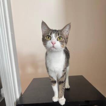 Tiny Dancer -  Domestic Short Hair Cat for Adoption in Los Angeles, California - Tiny Dancer | PetCurious