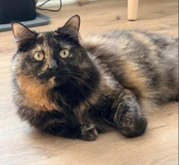 Ophelia -  Domestic Medium Hair Cat for Adoption in Wilmington, North Carolina - Ophelia | PetCurious