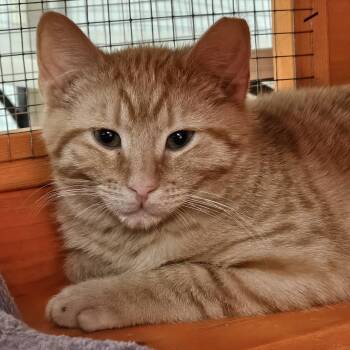Domestic Short Hair Cats Available for Adoption - Colby | PetCurious