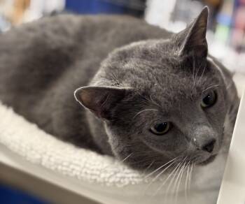 Ash -  Domestic Short Hair Cat for Adoption in Centreville, Virginia - Ash | PetCurious
