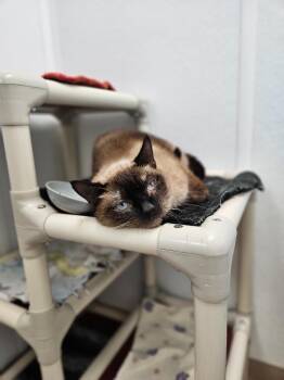 Siamese Cats Available for Adoption - Saturn | PetCurious