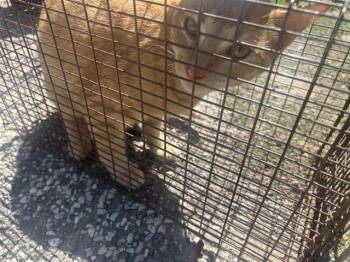 Domestic Short Hair Cats Available for Adoption - GROGU | PetCurious