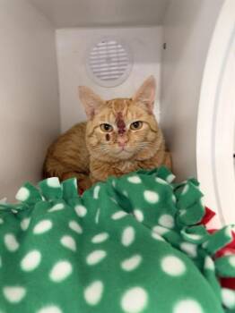 TYSON -  Domestic Short Hair Cat for Adoption in Kent, Washington - TYSON | PetCurious