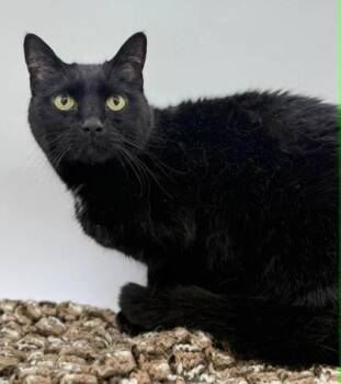 Domestic Short Hair Cats Available for Adoption in Bowling Green, Kentucky - Blackie | PetCurious
