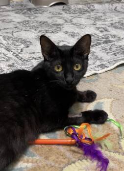 Rescue Domestic Short Hair Cats for Adoption in Albany, New York - Ayla | PetCurious