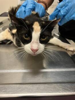 KIKI -  Domestic Short Hair Cat for Adoption in Long Beach, California - KIKI | PetCurious