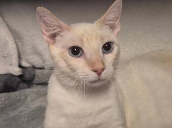 Tigger the Handsome Flamepoint -  Siamese and Domestic Short Hair Cat for Adoption in Oviedo, Florida - Tigger The Handsome Flamepoint | PetCurious