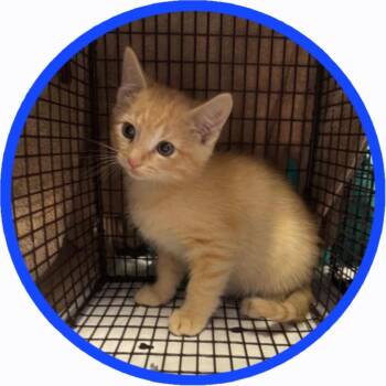 Fiji -  Tabby Cat for Adoption in Albuquerque, New Mexico - Fiji | PetCurious
