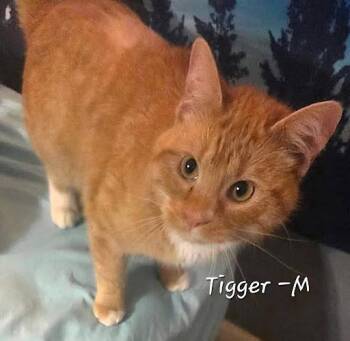 Domestic Short Hair Cats Available for Adoption in Lunenburg, Massachusetts - Tigger | PetCurious