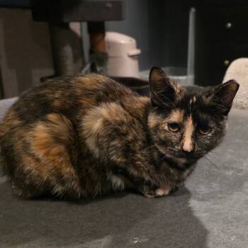 Rescue Domestic Short Hair Cats for Adoption in Kansas City, Missouri - Torti | PetCurious