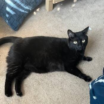 Rescue Domestic Short Hair Cats for Adoption in Fairfax Station, Virginia - Abner | PetCurious