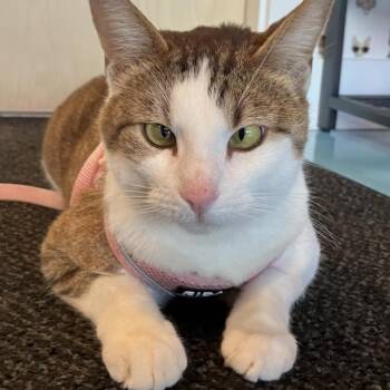 American Shorthair Cats Available for Adoption in Liverpool, Texas - Edna | PetCurious