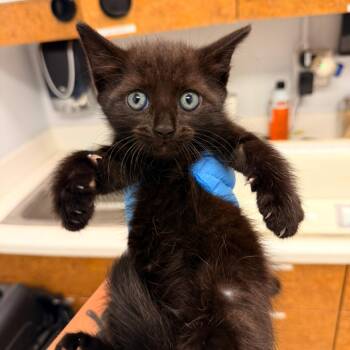 Domestic Short Hair Cats Available for Adoption in West Palm Beach, Florida - Polynesian Sauce | PetCurious