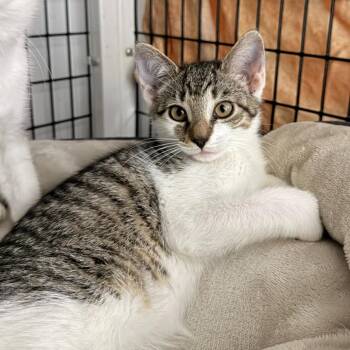 Mango -  Domestic Short Hair Cat for Adoption in Trenton, New Jersey - Mango | PetCurious