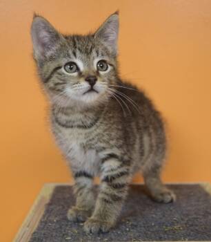 Bacon -  Domestic Short Hair Cat for Adoption in Yorktown, Indiana - Bacon | PetCurious